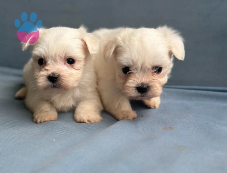 Teacup Maltese Yavrular