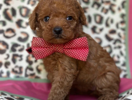 Toy Poodle Yavrular - 5367