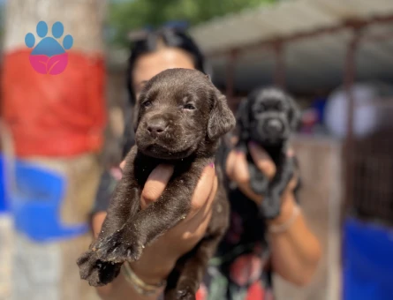 Safkan çikolata labrador yavrularım - 5371
