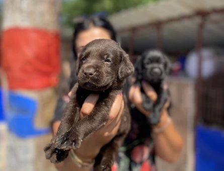 Safkan çikolata labrador yavrularım - 5371