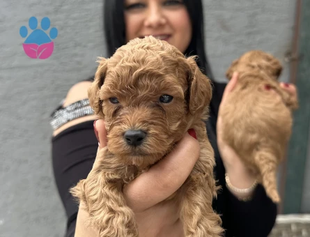 Mükemmel toy poodle yavrularım