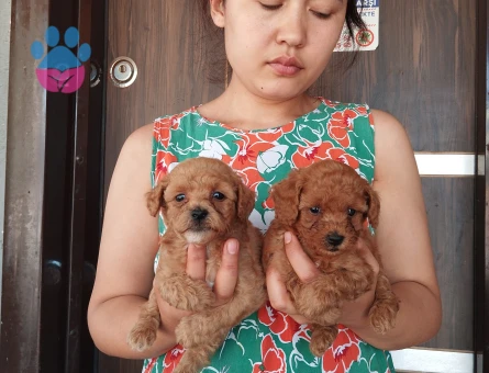 Toy poodle ıslak burun yavrular