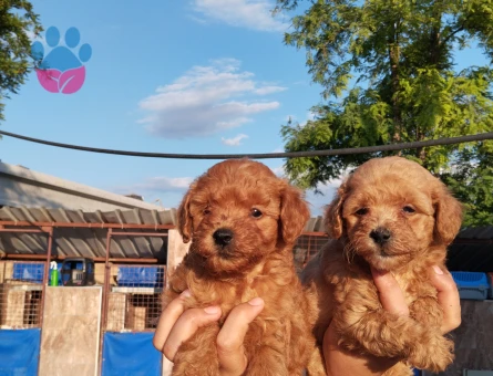 Toy poodle ıslak burun yavrular