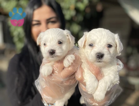 Mükkemmel maltese terrier yavrularımız - 5374