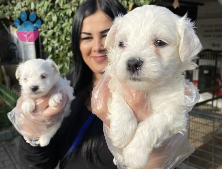 Mükkemmel maltese terrier yavrularımız