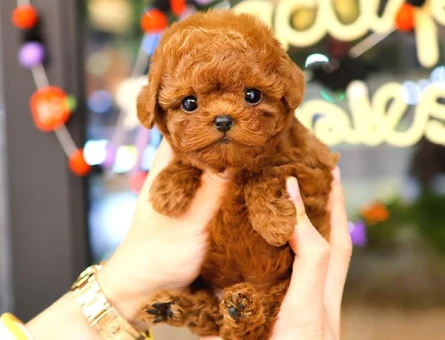 TOY POODLE YAVRULARIM - 5376