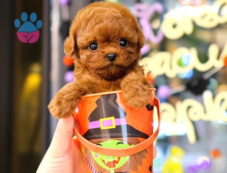 TOY POODLE YAVRULARIM