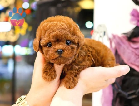 TOY POODLE YAVRULARIM