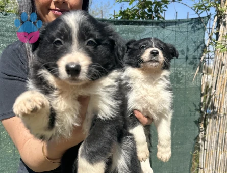 Safkan zeka küpü border collie yavrularım - 5377