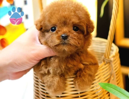 TOY POODLE YAVRULARIM - 5378