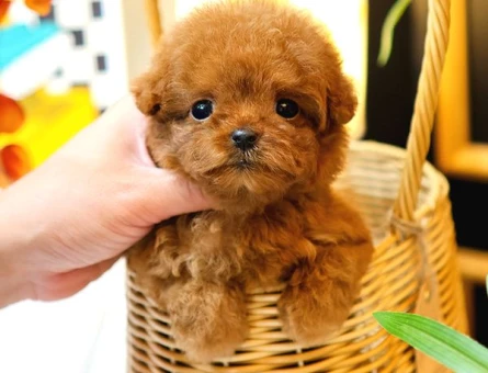 TOY POODLE YAVRULARIM - 5378
