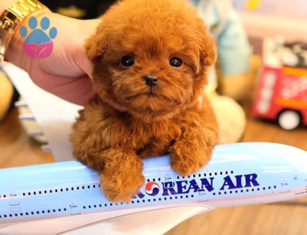 TOY POODLE YAVRULARIM