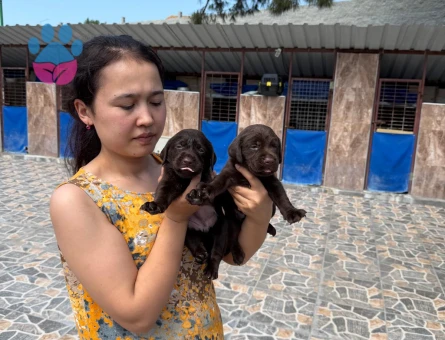 Labrador Yavrularımız 2 Aylık Teslime Hazır