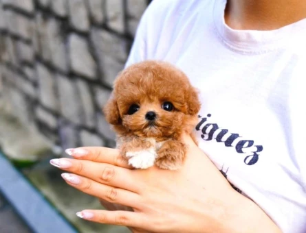 KOREAN TOY POODLE YAVRULARIMIZ - 5380