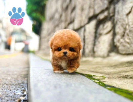 KOREAN TOY POODLE YAVRULARIMIZ