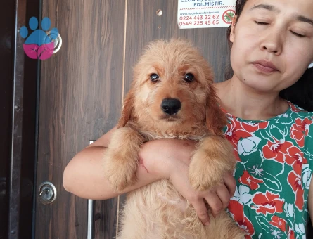 Goldendodle 2 Aylık Yavrularımız