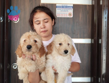 Goldendodle 2 Aylık Yavrularımız