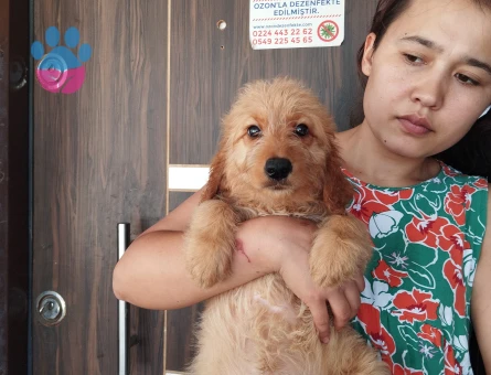 Goldendodle 2 Aylık Yavrularımız
