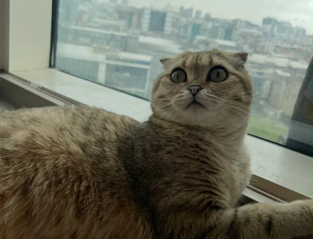 Scottish Fold 2 Yaşında Yuva Arıyor - 5383
