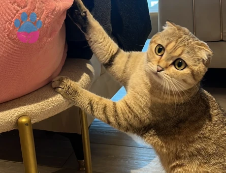 Scottish Fold 2 Yaşında Yuva Arıyor