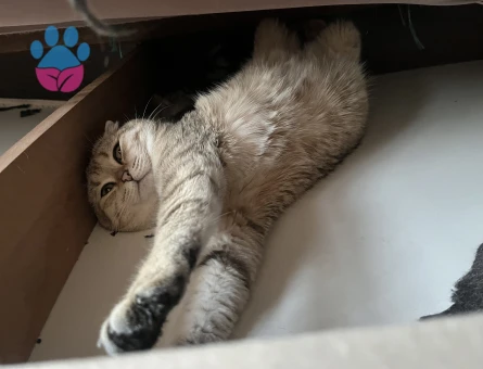 Scottish Fold 2 Yaşında Yuva Arıyor