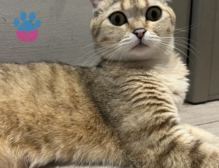Scottish Fold 2 Yaşında Yuva Arıyor