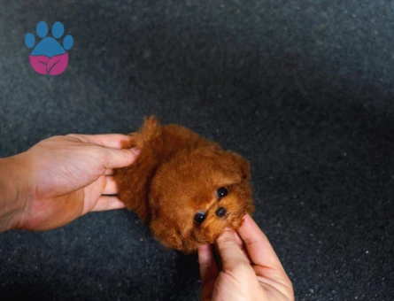 TOY POODLE YAVRULARIM - 5382