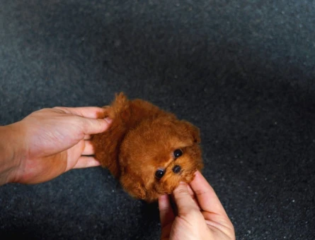 TOY POODLE YAVRULARIM - 5382