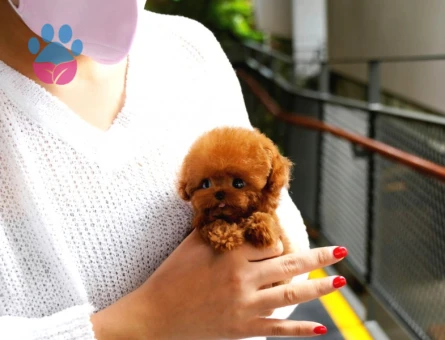 TOY POODLE YAVRULARIM
