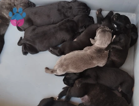 Cane Corso ogotto yavrular - 5385