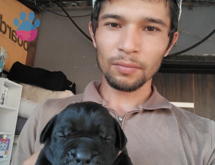 Cane Corso ogotto yavrular