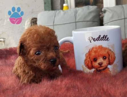 Toy Poodle Kore Teacup Yavrularımız - 5386