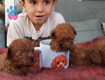 Toy Poodle Kore Teacup Yavrularımız