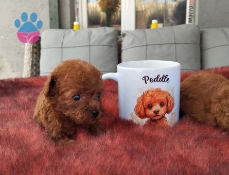 Toy Poodle Kore Teacup Yavrularımız