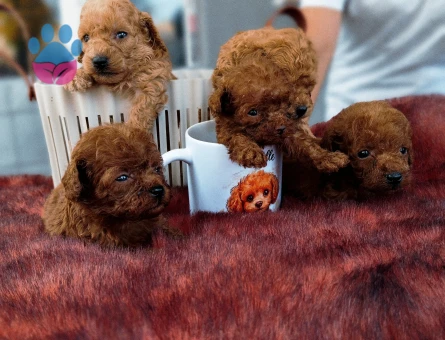 Toy Poodle Kore Teacup Yavrularımız