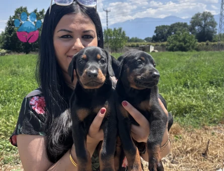 Safkan üst kalite doberman yavrularım - 5387