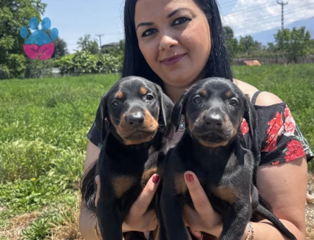 Safkan üst kalite doberman yavrularım