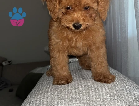 Toy poodlE 2 Aylık Yavrularımız