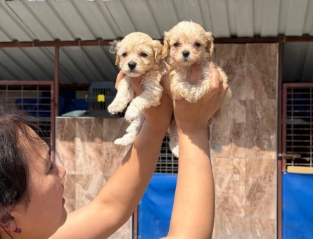 Maltipoo 2 Aylık Yavrularımız - 5389