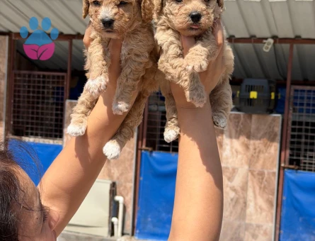 Maltipoo 2 Aylık Yavrularımız