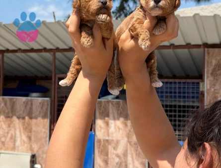 Maltipoo 2 Aylık Yavrularımız