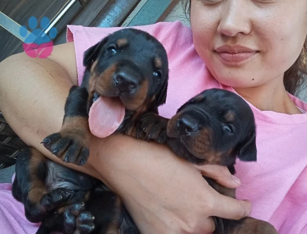 Secerli Doberman yavurlamız
