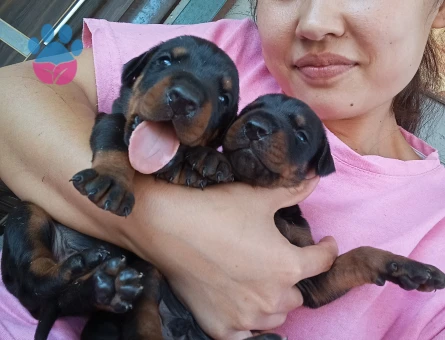Secerli Doberman yavurlamız