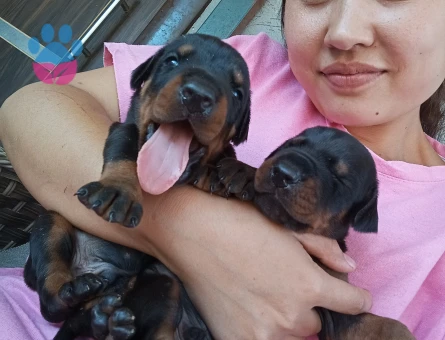 Secerli Doberman yavurlamız - 5390