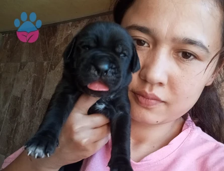 Cane Corsa yavurlamız