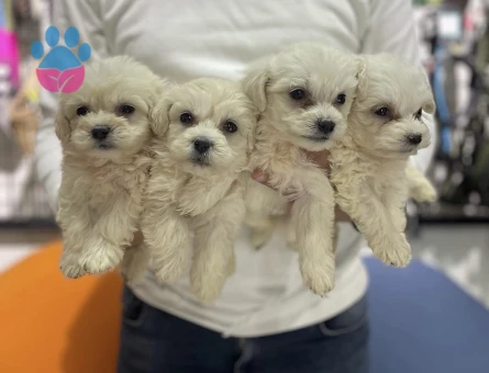 Maltese Terrier Yavrularımız 2 Aylıklar - 5392