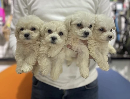 Maltese Terrier Yavrularımız 2 Aylıklar - 5392