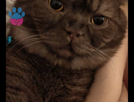 Ankara Mamak'tan British Shorthair Eş Arıyor - 118984531
