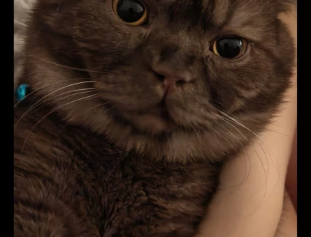 Ankara Mamak'tan British Shorthair Eş Arıyor - 118984531