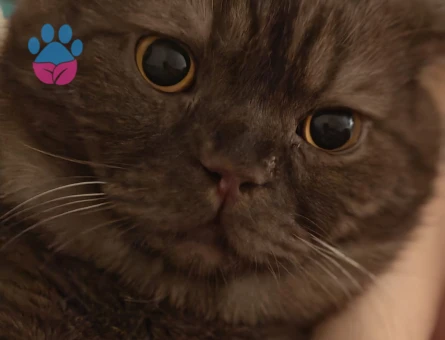 Ankara Mamak'tan British Shorthair Eş Arıyor
